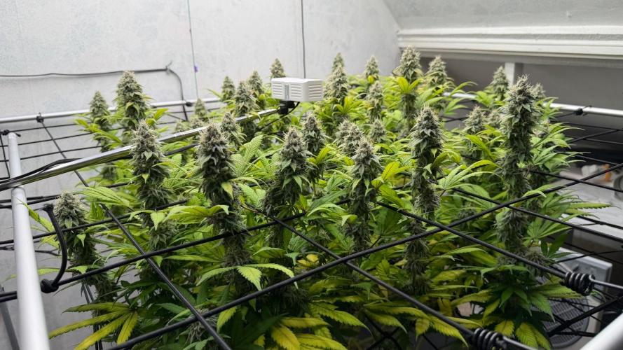 Laughing Buddha | 720W | SCROG. Week 22