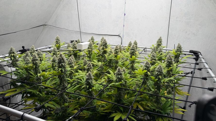 Laughing Buddha | 720W | SCROG. Week 22