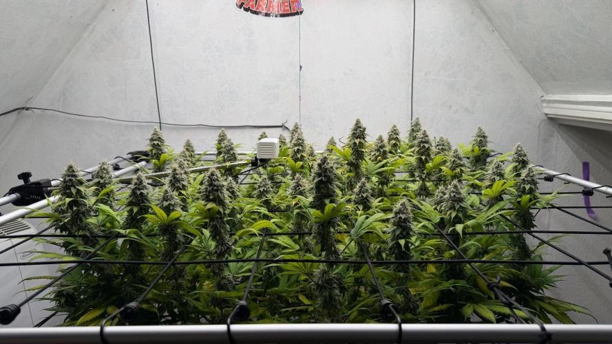Laughing Buddha | 720W | SCROG. Week 22
