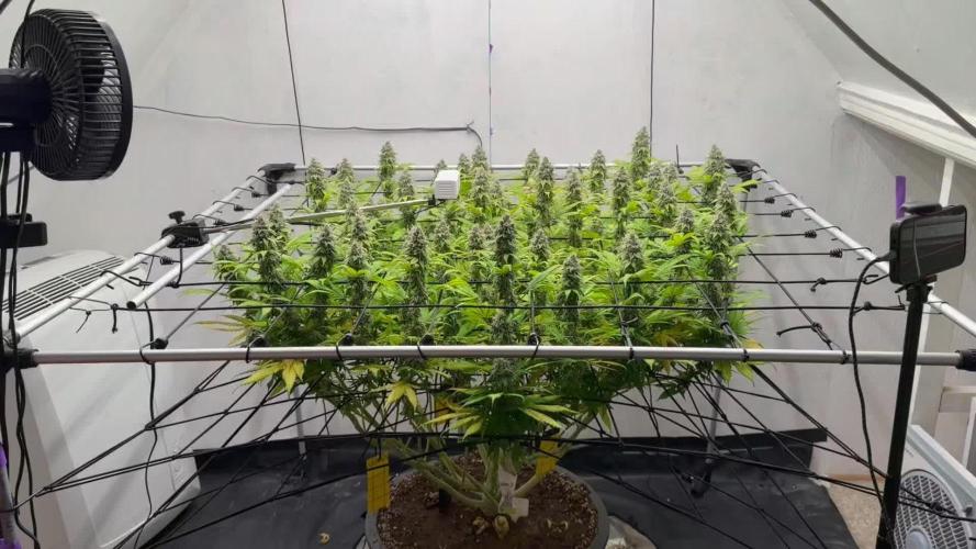 Laughing Buddha | 720W | SCROG