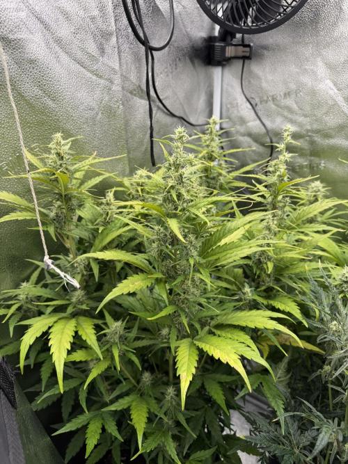 AUTO MALAWI X N.LIGHTS. Week 7