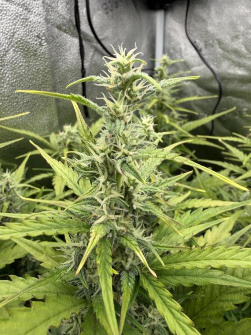 AUTO MALAWI X N.LIGHTS. Week 7