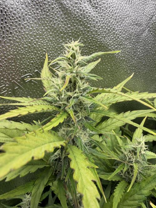 AUTO MALAWI X N.LIGHTS. Week 7