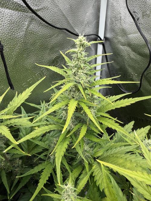AUTO MALAWI X N.LIGHTS. Week 7