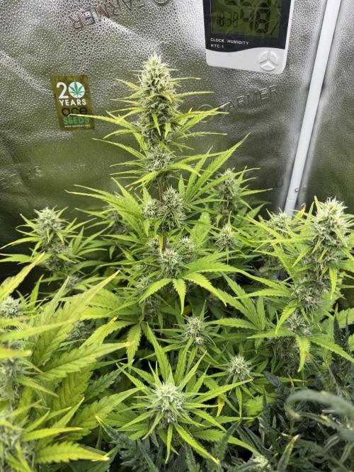 Zamaldelica Auto. Week 7