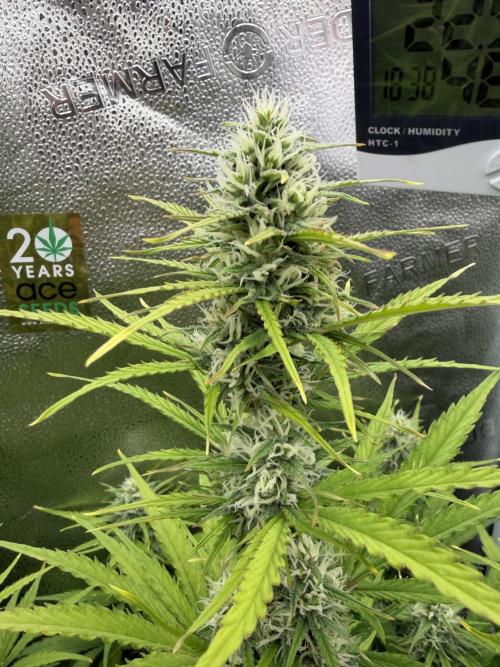 Zamaldelica Auto. Week 7