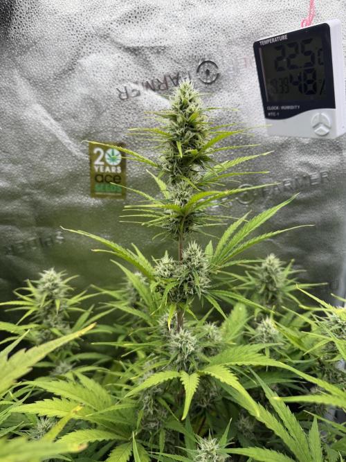 Zamaldelica Auto. Week 7