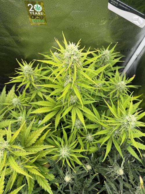 Zamaldelica Auto. Week 7