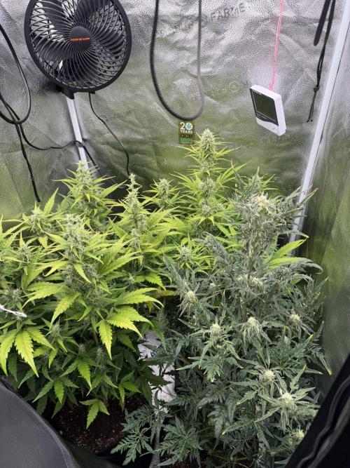 Auto Zamaldelica. Week 7