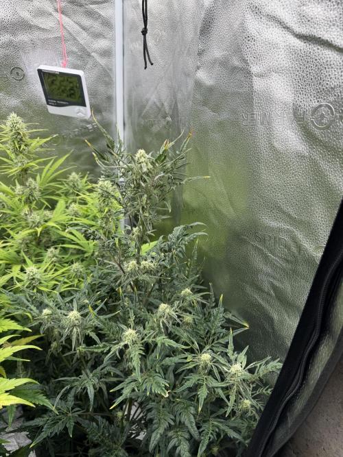 Frosty‘s Auto Freak. Week 7