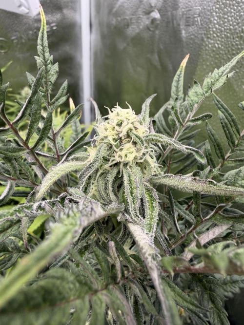 Frosty‘s Auto Freak. Week 7