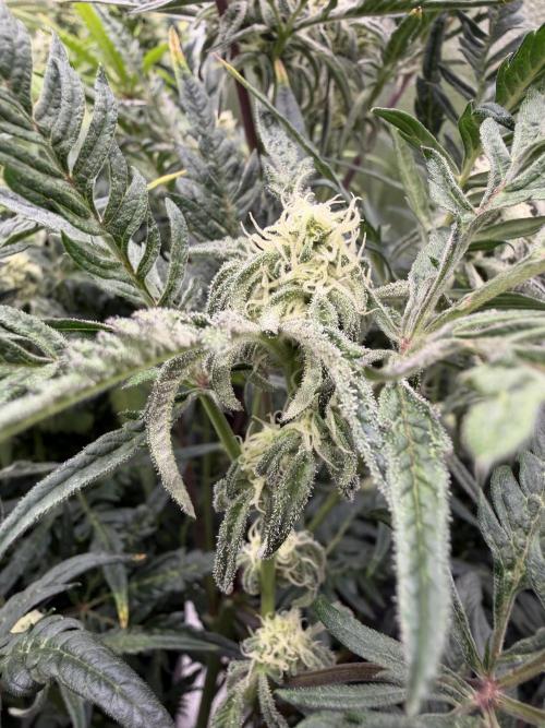 Frosty‘s Auto Freak. Week 7