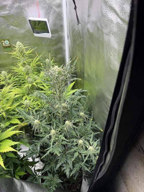 Frosty‘s Auto Freak. Week 7
