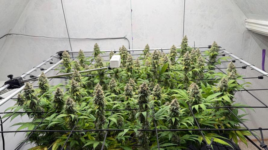 Laughing Buddha | 720W | SCROG. Week 23