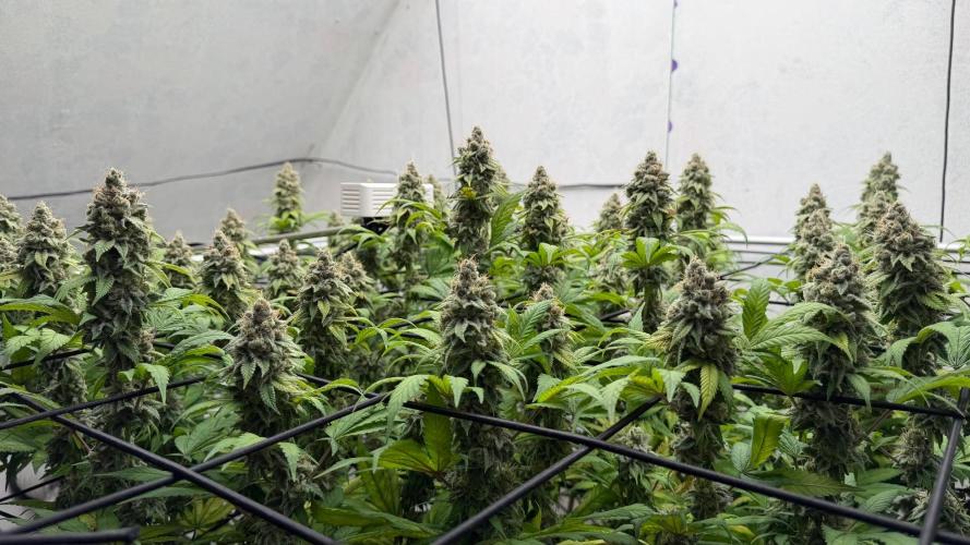 Laughing Buddha | 720W | SCROG. Week 23