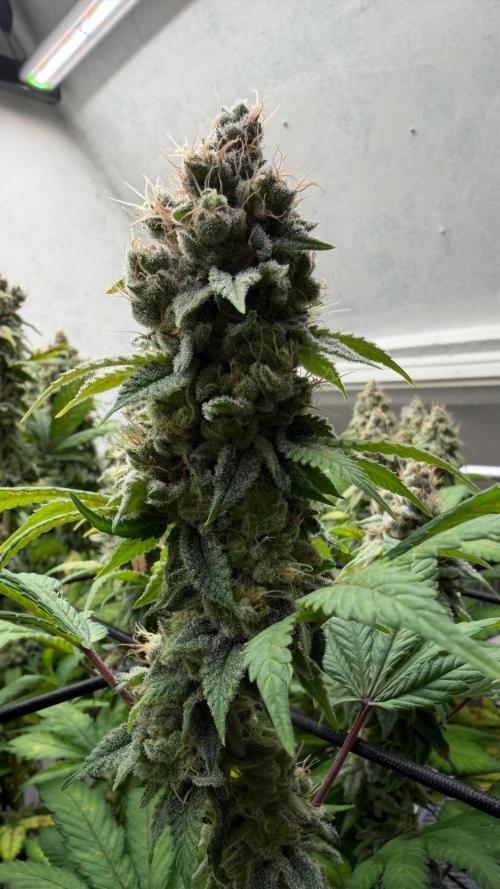 Laughing Buddha | 720W | SCROG. Week 23