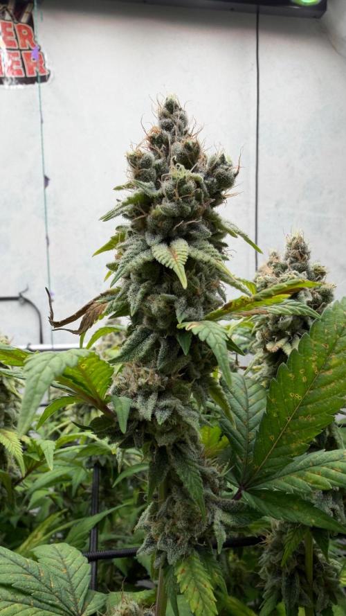 Laughing Buddha | 720W | SCROG. Week 23