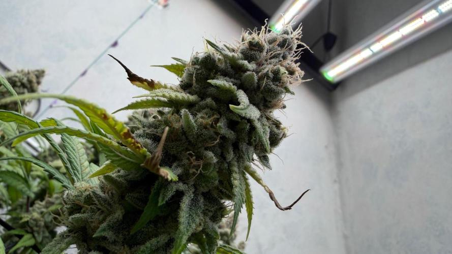 Laughing Buddha | 720W | SCROG. Week 23