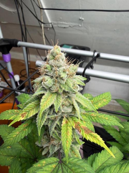 Laughing Buddha | 720W | SCROG. Week 23