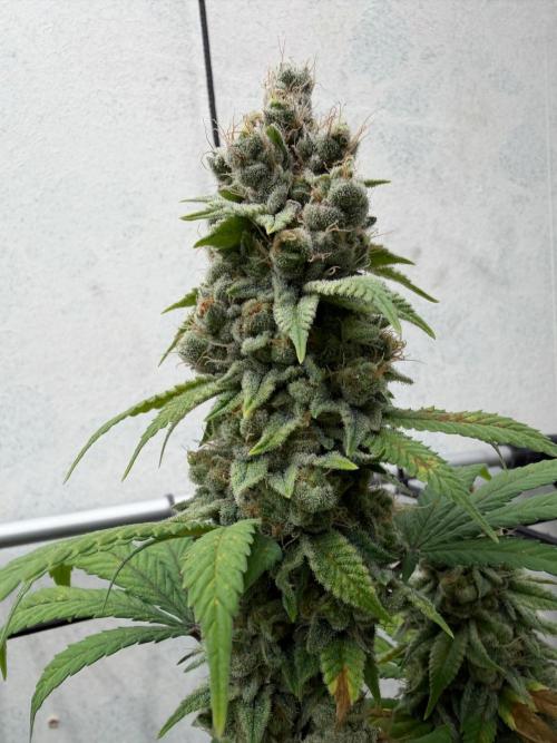Laughing Buddha | 720W | SCROG. Week 23