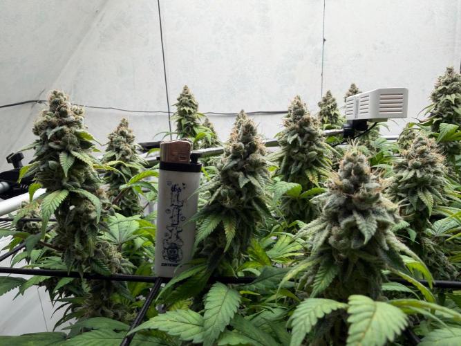 Laughing Buddha | 720W | SCROG. Week 23