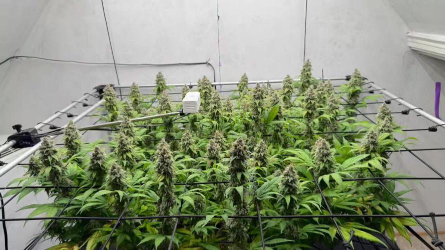 Laughing Buddha | 720W | SCROG