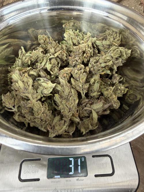 The Hobbit Hole Outdoor Grow 2026. Week 15