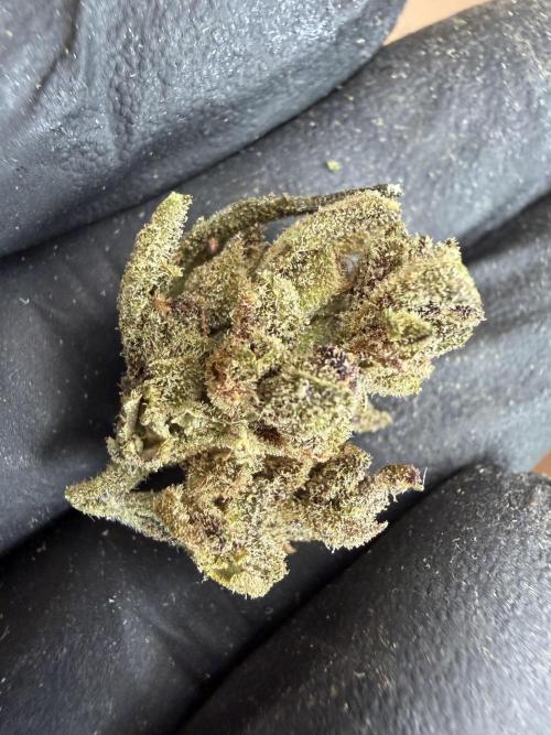 The Hobbit Hole Outdoor Grow 2026. Week 15