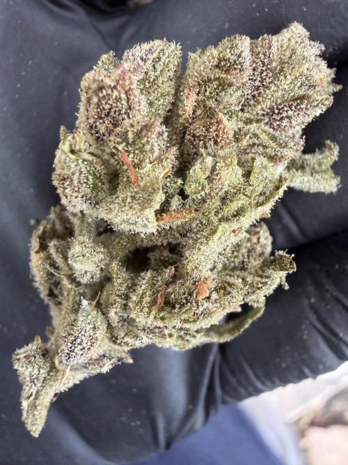 The Hobbit Hole Outdoor Grow 2026. Week 15