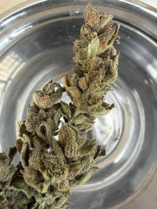 The Hobbit Hole Outdoor Grow 2026. Week 15