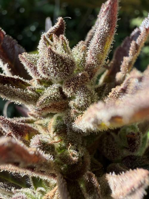 The Hobbit Hole Outdoor Grow 2026. Week 15