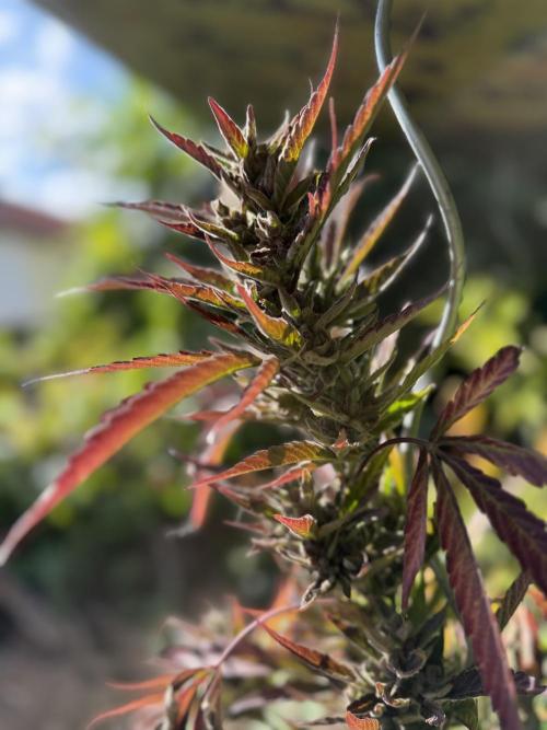 The Hobbit Hole Outdoor Grow 2026. Week 15
