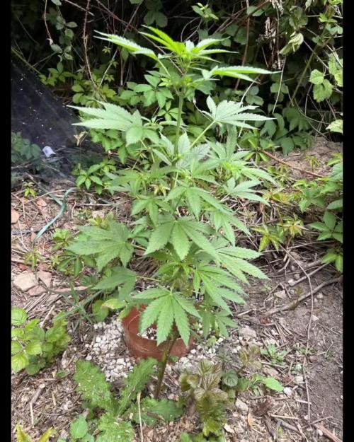 The Hobbit Hole Outdoor Grow 2026