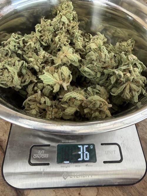 The Hobbit Hole Outdoor Grow 2026. Week 16