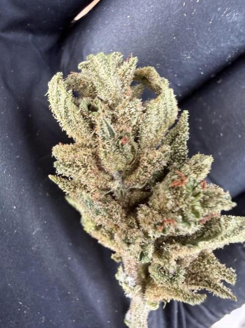 The Hobbit Hole Outdoor Grow 2026. Week 16