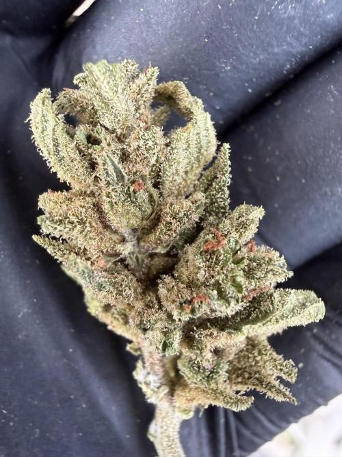 The Hobbit Hole Outdoor Grow 2026. Week 16