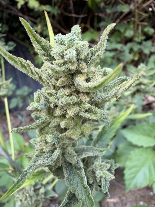 The Hobbit Hole Outdoor Grow 2026. Week 16