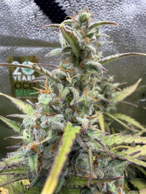 AUTO MALAWI X N.LIGHTS. Week 8