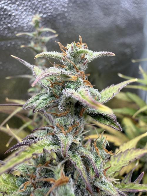 AUTO MALAWI X N.LIGHTS. Week 8