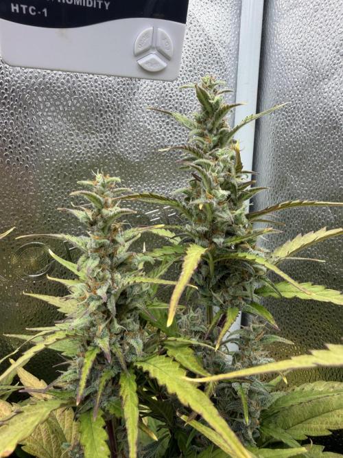AUTO MALAWI X N.LIGHTS. Week 8