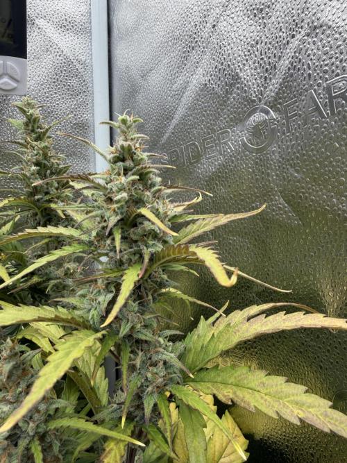 AUTO MALAWI X N.LIGHTS. Week 8
