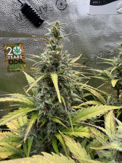 AUTO MALAWI X N.LIGHTS. Week 8