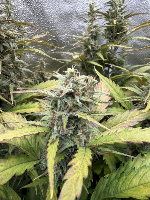 AUTO MALAWI X N.LIGHTS. Week 8