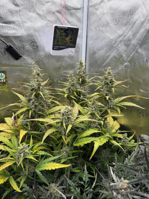 AUTO MALAWI X N.LIGHTS. Week 8