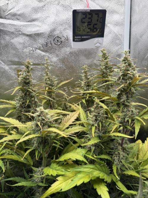 AUTO MALAWI X N.LIGHTS. Week 8