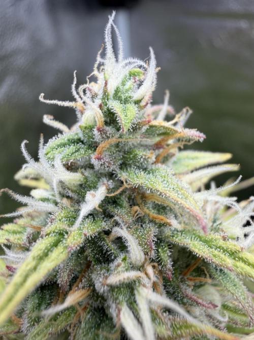 Zamaldelica Auto. Week 8