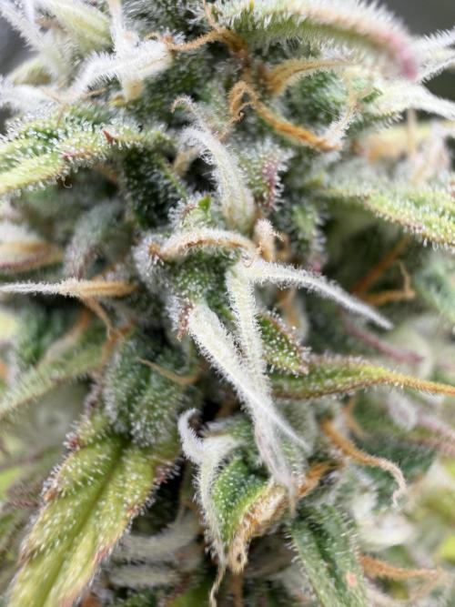 Zamaldelica Auto. Week 8