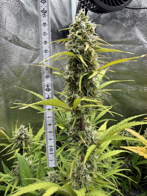 Zamaldelica Auto. Week 8