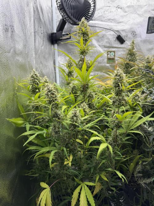 Zamaldelica Auto. Week 8