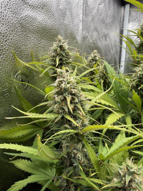 Zamaldelica Auto. Week 8